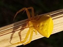 Bu örümceğin türü Thomisus onustus (insan yüzlü örümcek)mu sarı yengeç örümceği mi? Yoksa farklı bir tür mü?