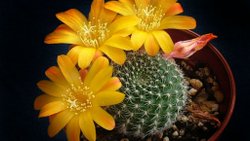 Taç Kaktüsü (Mammillaria Spinosissima) nedir?