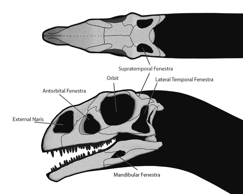 giganotosaurus kafatası ve antorbital fenestra
