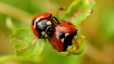Böceklerin Çiftleşme Ritüelleri: Hayvanlar Alemi'nin En Sık Bulunan Canlıları Nasıl Ürüyor?