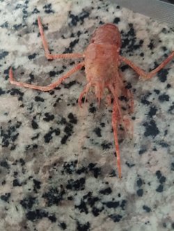 Bu hayvanın ismi ne ve özellikleri neler?