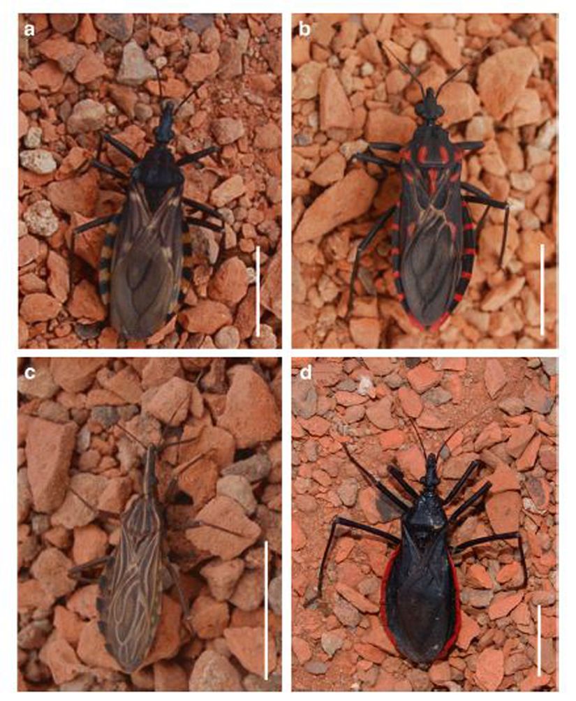 Vektör türlerden bazıları: (a) Triatoma infestans, (b) Panstrongylus megistus, (c) Rhodnius prolixus, (d) Dipetalogaster maxima. Hem nimf hem de erişkin aşamaları enfeksiyonu bulaştırabilir.