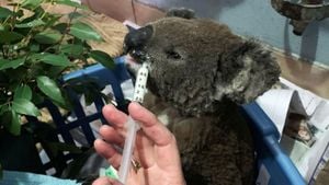 New Insights Into Alpha-Herpesvirus Dynamics Among Endangered Koalas