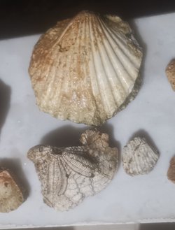 Toros dağında bulduğum bu fosiller nedir?