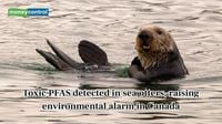 Toxic PFAS detected in sea otters, raising environmental alarm in Canada