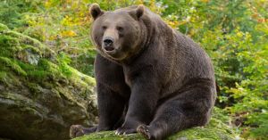 Fat Bear Week Kicks Off Despite Bear's Death