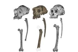 7 Milyon Yıllık Sahelanthropus Fosilleri, İnsan Soyunda Dik Yürüyüşün Beklenenden Çok Daha Erken Başladığını Gösteriyor.