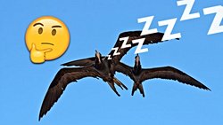 Bazı kuş türleri uyurken uçabilir mi?