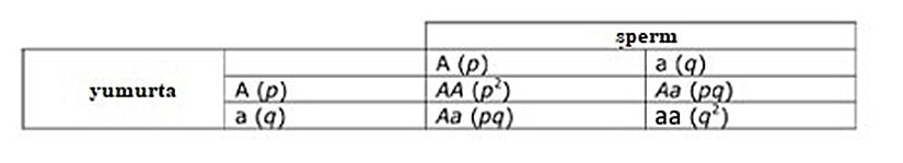 Tablo 1. Hardy-Weinberg varsayımlarına uyan bir popülasyonda iki alelli Mendel lokusundaki tüm olası genotiplerin oluşma olasılığını gösteren bir Punnet karesi.