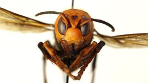 France Unites Against Growing Threat Of Asian Hornets