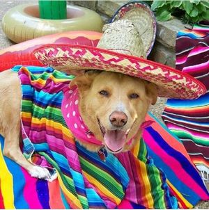 Cinco De Mayo 2025 Celebrates Mexican Heritage And Resilience