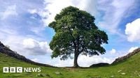 The park ranger who alerted world to Sycamore Gap tree's fate