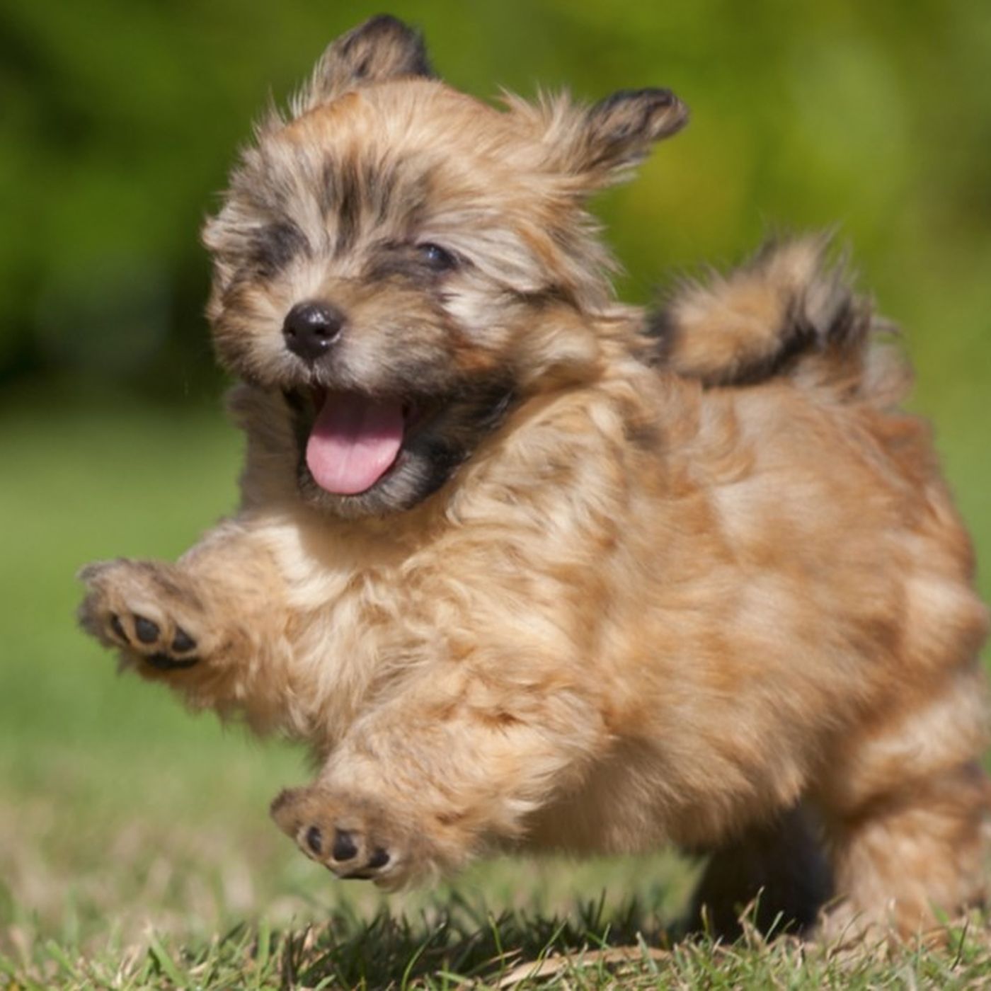 Küçük Hayvanlar Dünya'yı Ağır Çekimde Görüyor: Köpeğiniz Neden Hiperaktif?