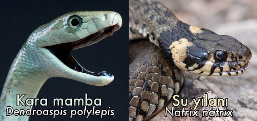 Ölümcül kara mamba ve tamamen zehirsiz olan su yılanı karşılaştırması.