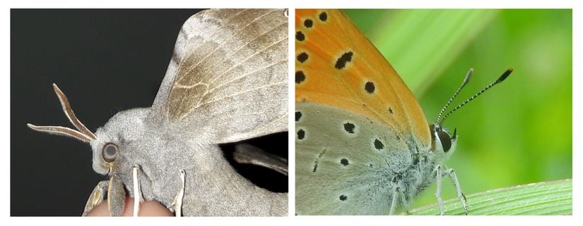 Kavak atmaca güvesi (Laothoe populi) ve Büyük Bakırgüzeli (Lycaena dispar)