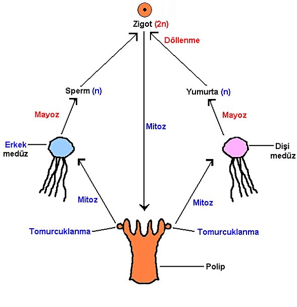 deniz analarının üremesini görseli