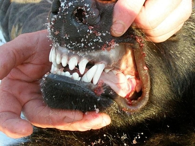 Etçil bir hayvan olan kurt ve dişleri...