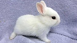 Hayvanların düşüncesi, duyguları var mıdır?