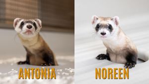 Cloning Breakthrough Revives Black-Footed Ferret Population