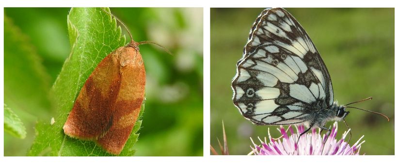 Karanfil yaprakbükeni (Cacoecimorpha pronubana) ve Orman Melikesi (Melanargia galathea)