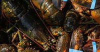 What Lobsters and Chickens Tell Us About Europe’s Trade Logic
