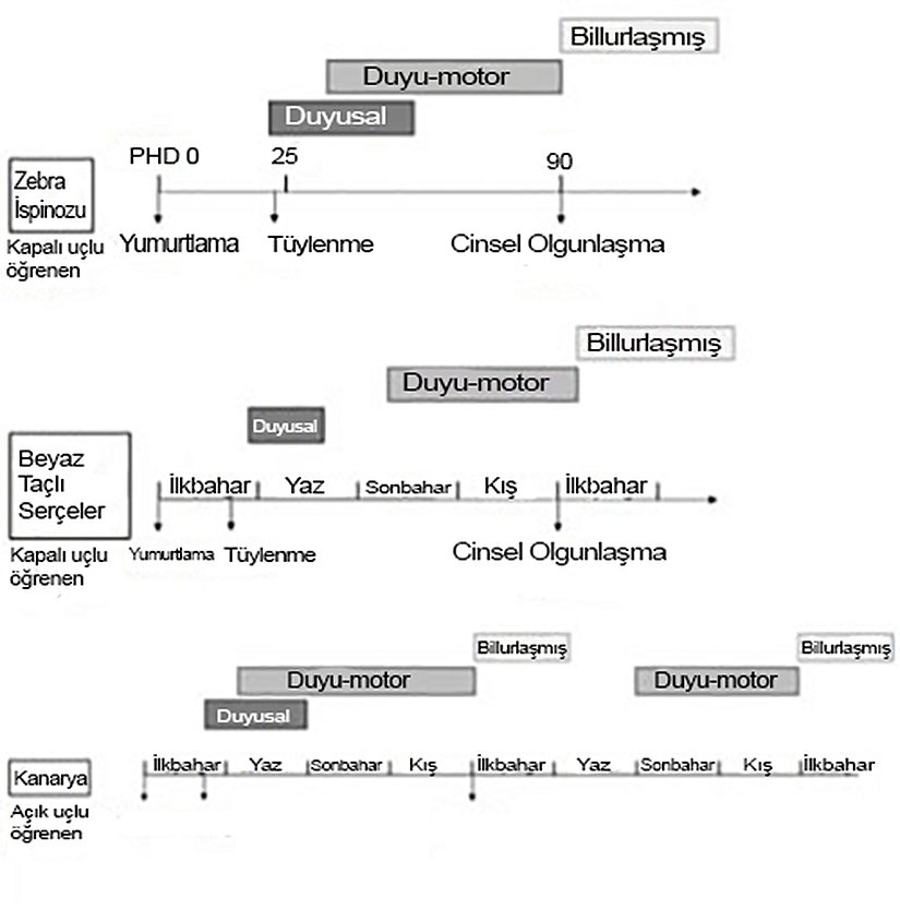 Üç ötücü kuşun ötüş öğreniminin zaman çizelgesi: Zebra ispinozları (Taeniopygia guttata), beyaz taçlı serçeler (Zonotrichia leucophrys), ve kanaryalar (Serinus canaria). Duyusal ve duyu-motor evrelerinin zamanlaması, süresi ve ötüşün billurlaşması, yumurtadan çıktıktan sonraki günlerle (Post-hatching days, PHD) veya mevsimlerle ilişkili olarak gölgelendirilmiş kutularla gösterilmiştir.