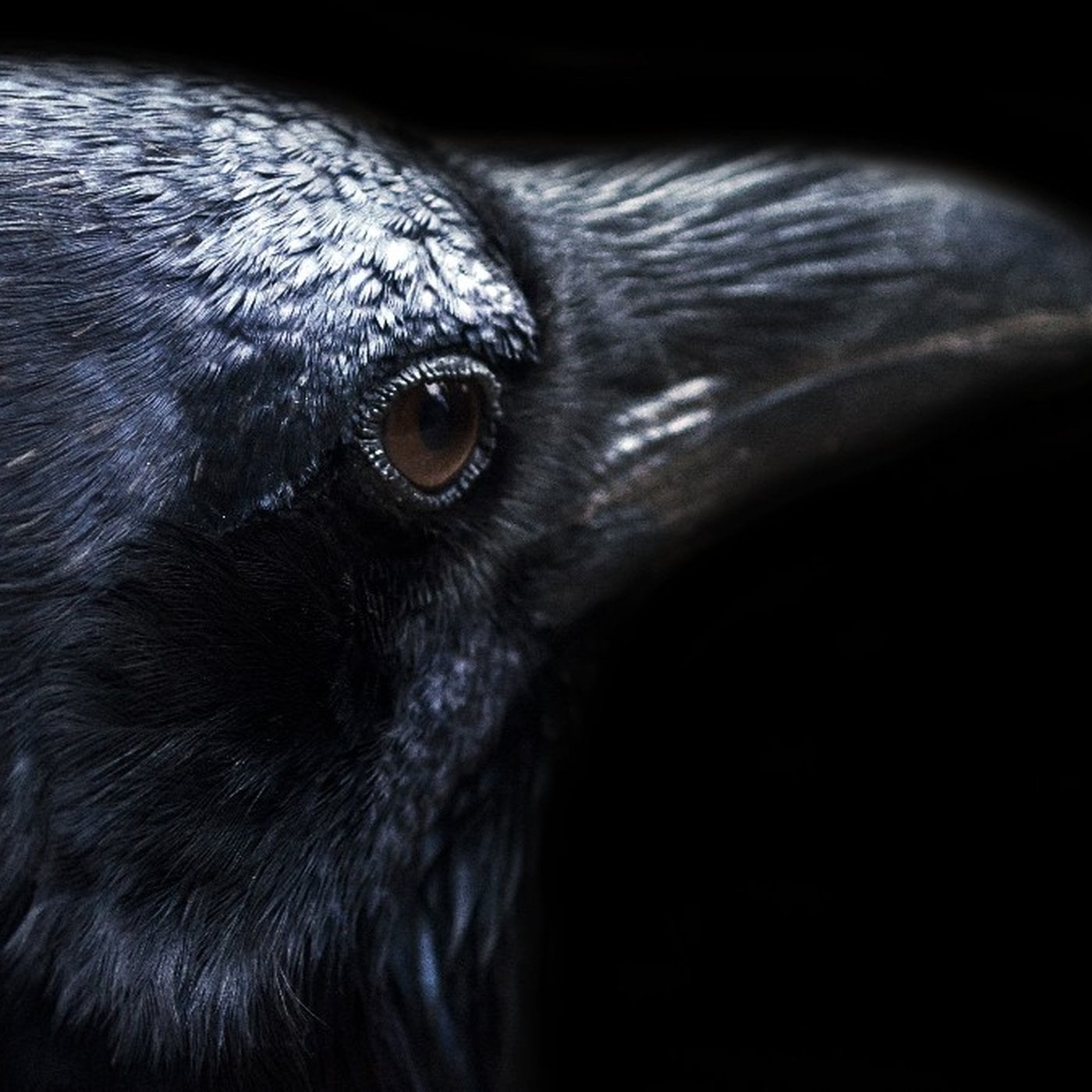 Evrim Ağacı ile Bilime Dair Her Şey!