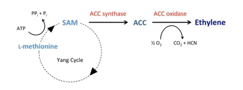 Bitkilerde iki aşamalı etilen biyosentez yolu; Genellikle hız sınırlayıcı adım olan ilk kararlı basamakta ACC, ACS enzimi tarafından SAM'den sentezlenir. SAM, metiyonin döngüsünün "Yang döngüsünde" metiyoninden üretilir (Shang Fa Yang ve 1970'lerde etilen biyosentez yolunu aydınlatan meslektaşlarının adını almıştır). İkinci aşamada ACC, ACO enzimi tarafından etilene dönüştürülür.