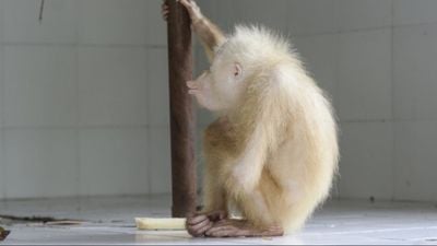 Nadir Bulunan Albino Orangutan: Alba!