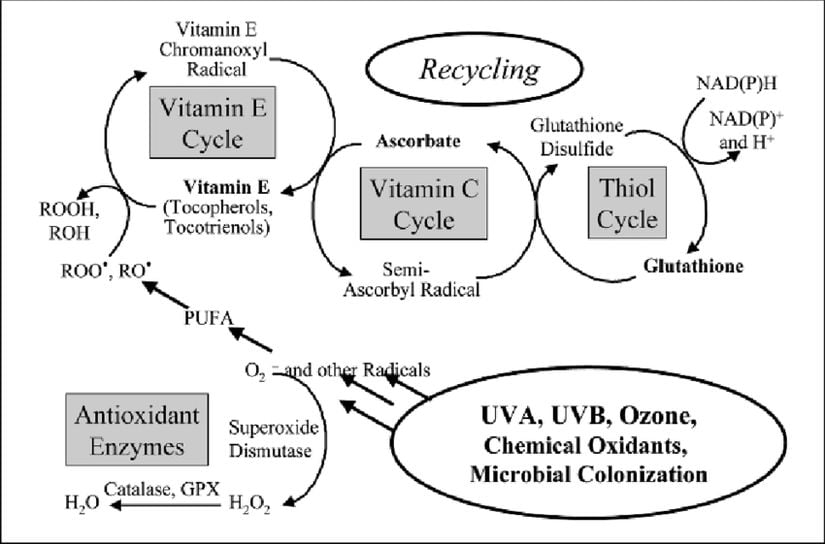 Antioksidan Ağ Sistemi (Antioxidant Network)