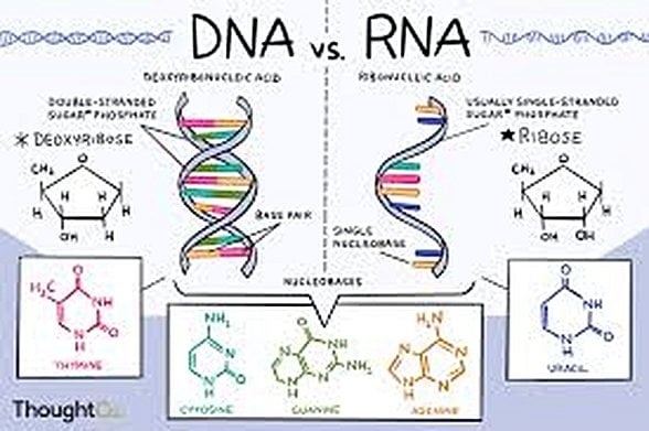 DNA