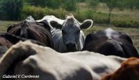 In Texas cattle country, ranchers brace for flesh-eating screwworms