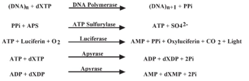 Pyrosequencing, yukarıda verilen tepkimelerle gerçekleşir.