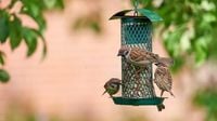 World Sparrow Day 2025: Theme, History, And Why Saving These Little Birds Matters - News18