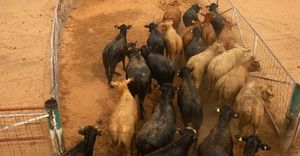 Screwworm Crisis Drives Meat Prices Higher Across US