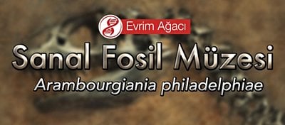 Arambourgiania philadelphiae (Bulunan En Büyük Uçan Canlı)