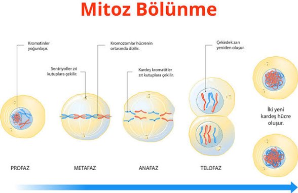 Görselde görüleceği gibi, eşin olmadığı mitoz bölünme durumunda, hücre kendi genetik özelliklerini birebir kopyalayıp çoğaltarak bölünme gerçekleşir.