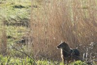 Entre renard et loup, découvrez cette nouvelle espèce animale découverte en Normandie