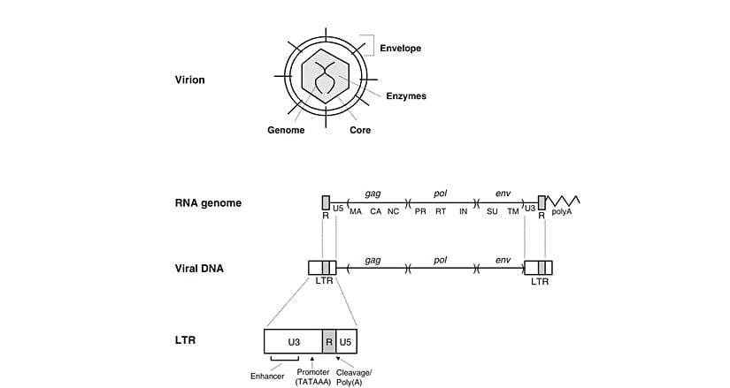 Retrovirüslerin yapısı