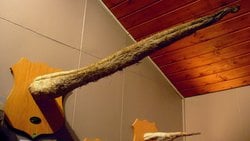 Dünya'nın En Uzun ve Büyük Penisli Canlısı Hangi Türdür?