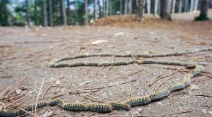 Salento Faces Caterpillar Infestation Threatening Local Ecosystem