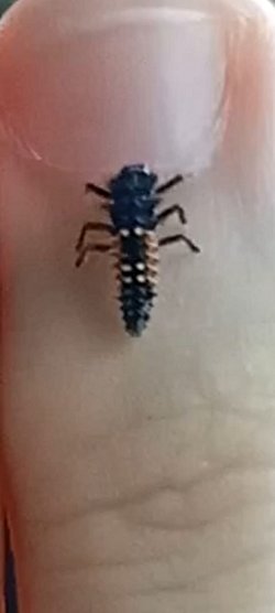 İstanbul'da gözlemi yapıldı. Canlı türü nedir?