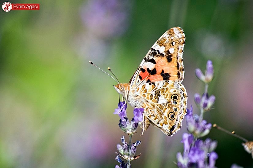 Diken kelebeği (Vanessa cardui).