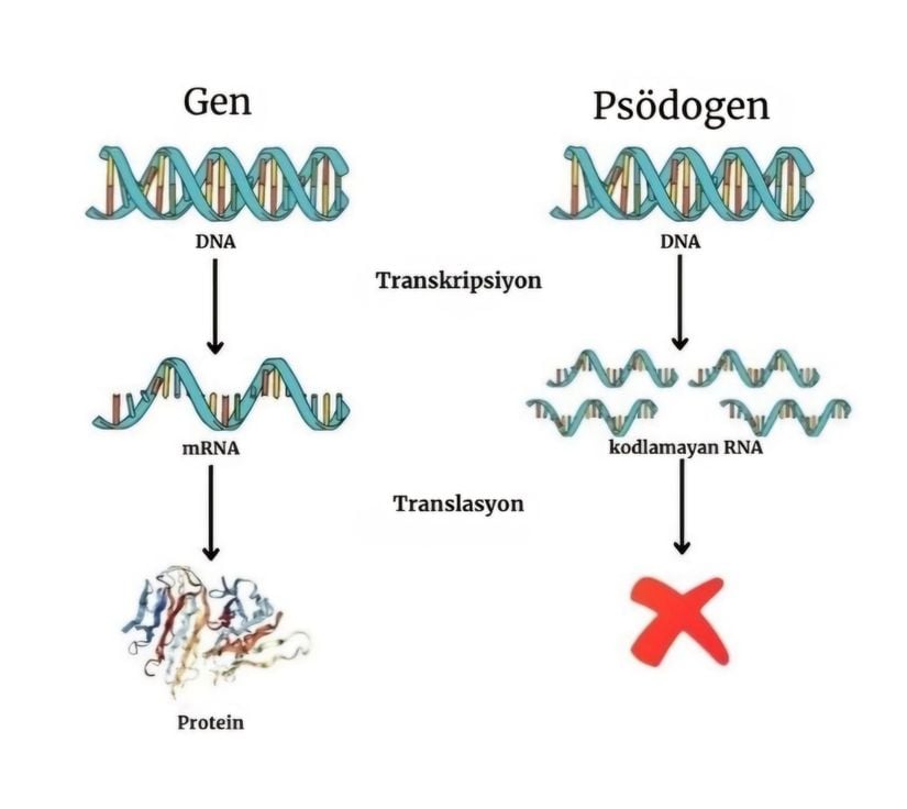 Şekil 19. Psödogenler ve protein sentezi.