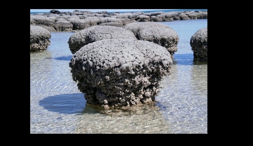 stromatolites