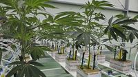 Netherlands expands state-run experiment for legal cannabis sales