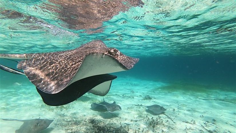 The Blue Planet serisinin 1. bölümden bir sahne.