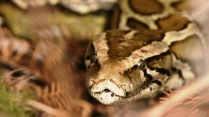 Florida Python Hunters Unite To Combat Invading Species