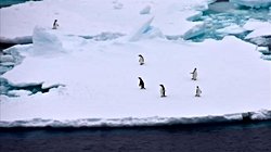 Penguen Dışkısı İklim Değişikliğini Yavaşlatabilir: Antarktika’da Bulut Oluşumunu Artırıyor.