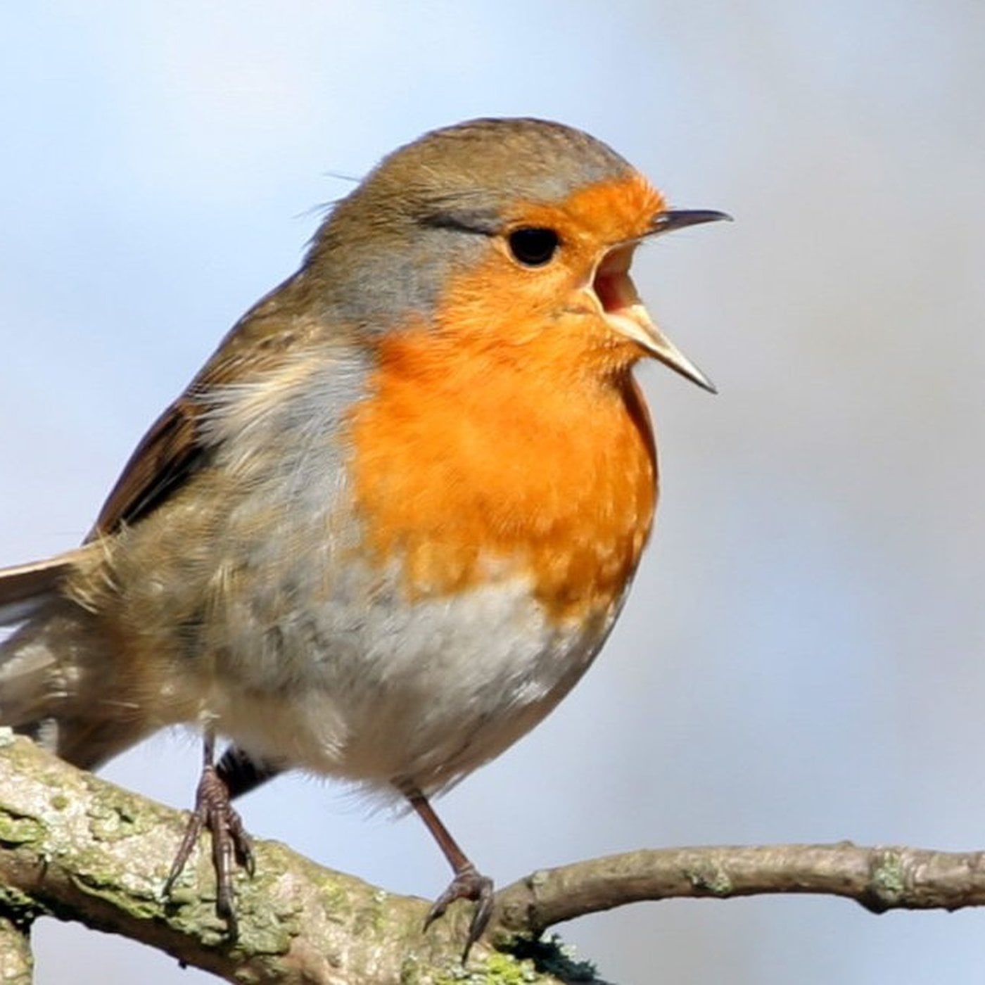 Evrim Ağacı ile Bilime Dair Her Şey!